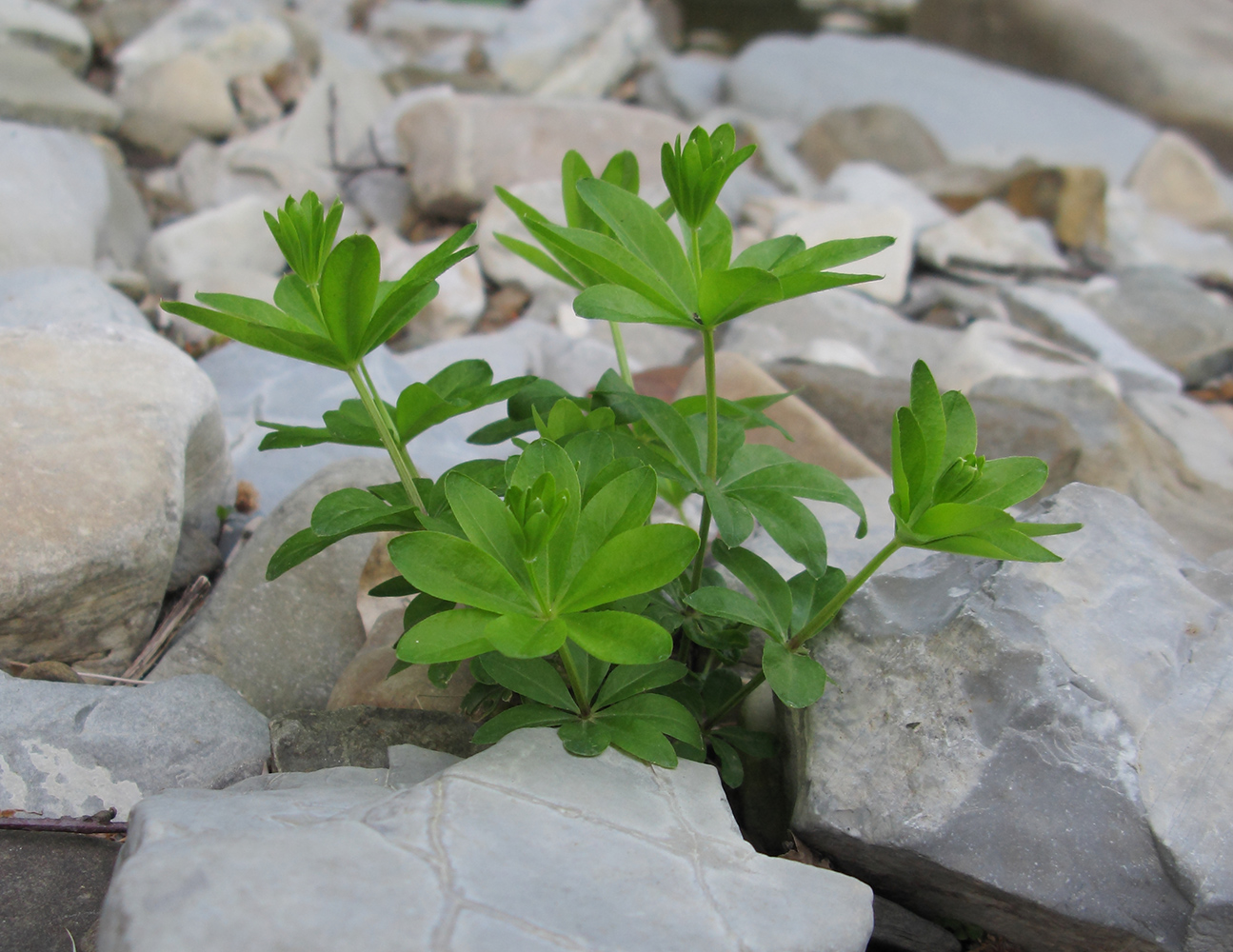 Image of Galium odoratum specimen.