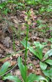 Orchis &times; wulffiana
