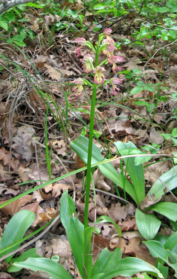 Image of Orchis &times; wulffiana specimen.