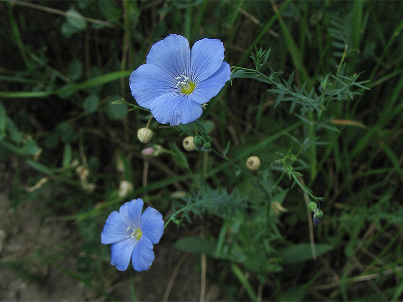 Изображение особи Linum perenne.