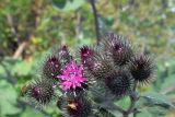 Arctium lappa. Общее соцветие с жуком-долгоносиком и мухой-пестрокрылкой. Самарская обл., Ставропольский р-н, окр. с. Винновка, южный склон Жигулёвской возвышенности, остепнённый луг. 12.07.2006.