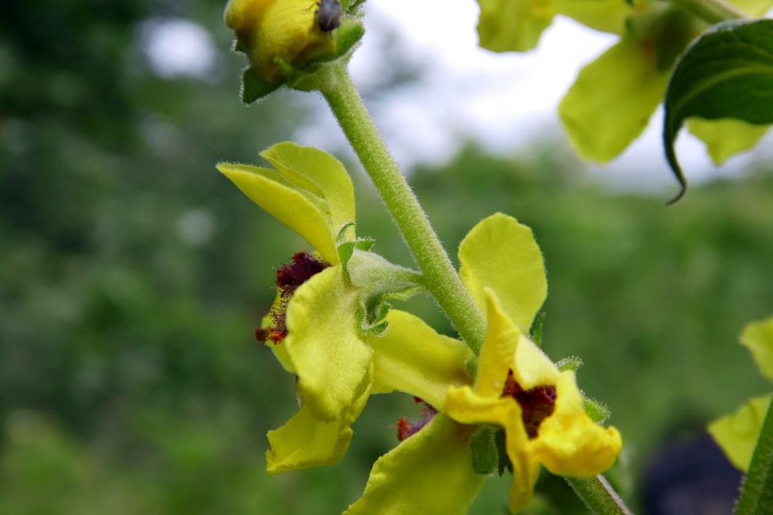 Изображение особи Verbascum pyramidatum.