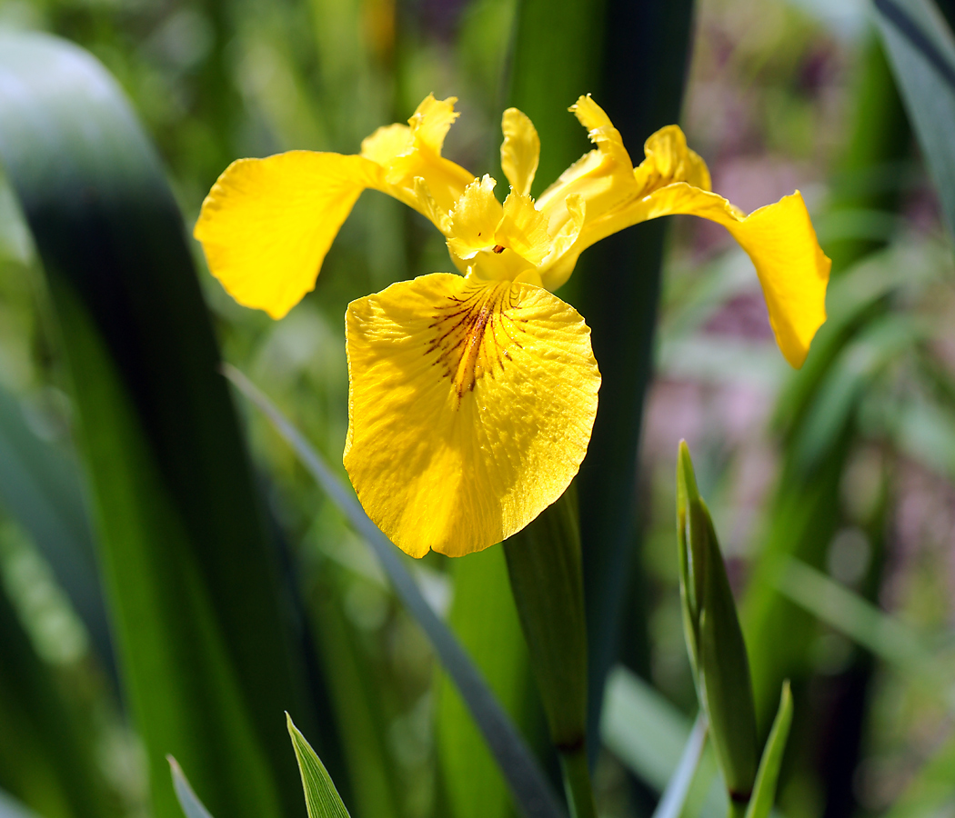 Image of Iris pseudacorus specimen.