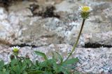 Erigeron pallidus