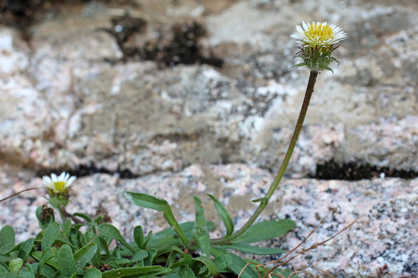 Image of Erigeron pallidus specimen.