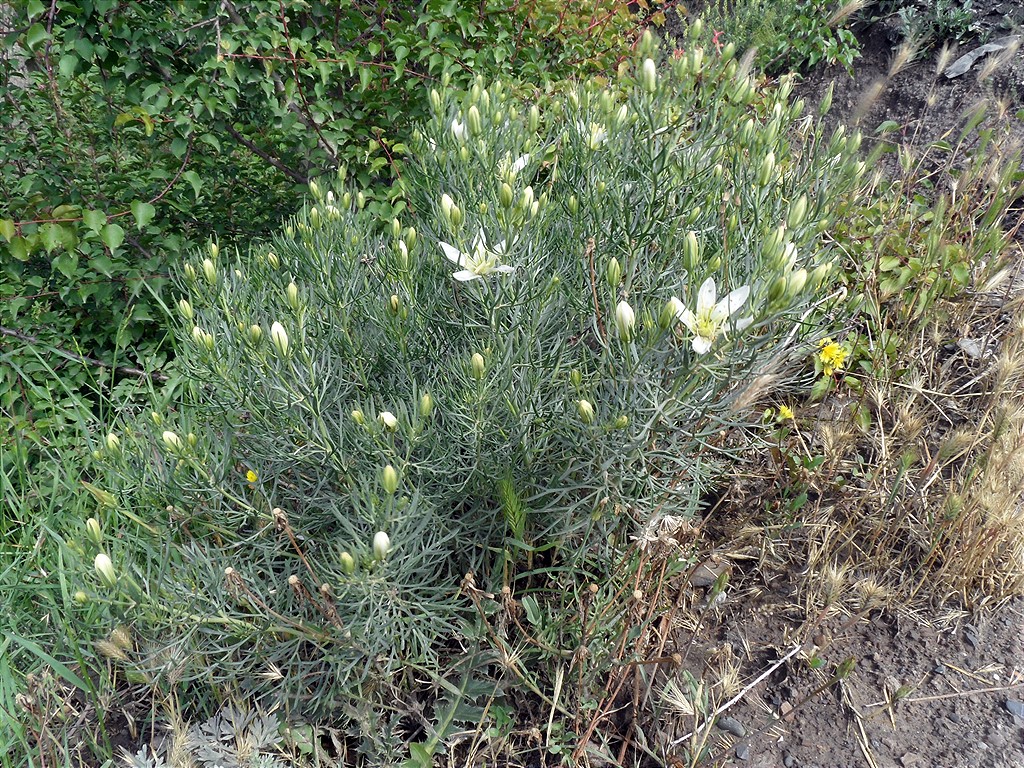 Image of Peganum harmala specimen.