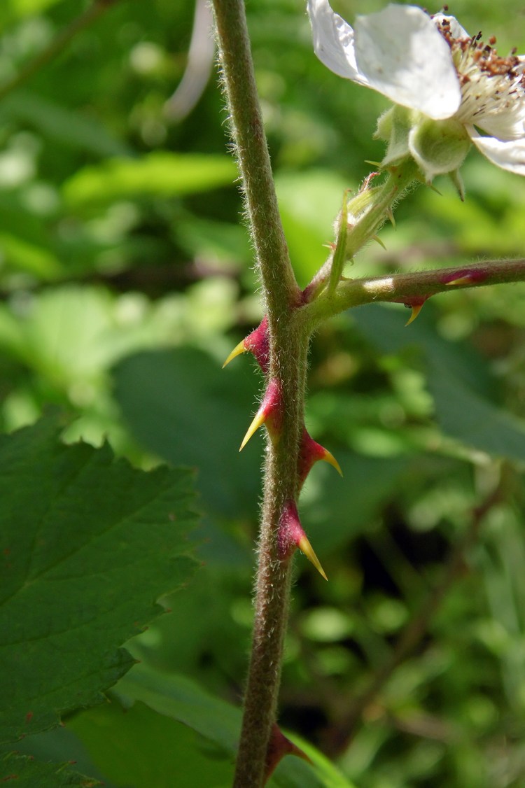 Image of Rubus sanctus specimen.