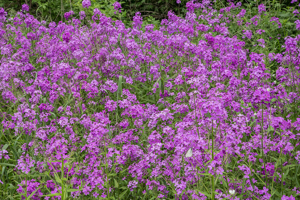 Image of Hesperis sibirica specimen.