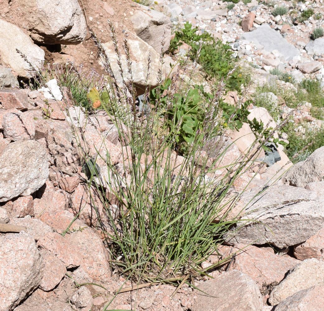 Image of Melica jacquemontii specimen.