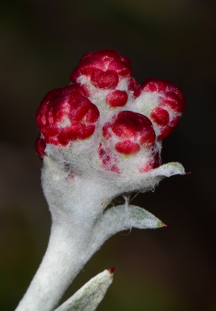 Изображение особи Helichrysum sanguineum.