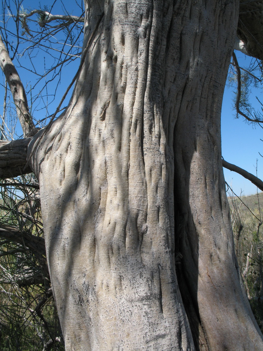 Image of Haloxylon persicum specimen.