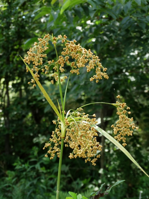 Изображение особи Scirpus asiaticus.