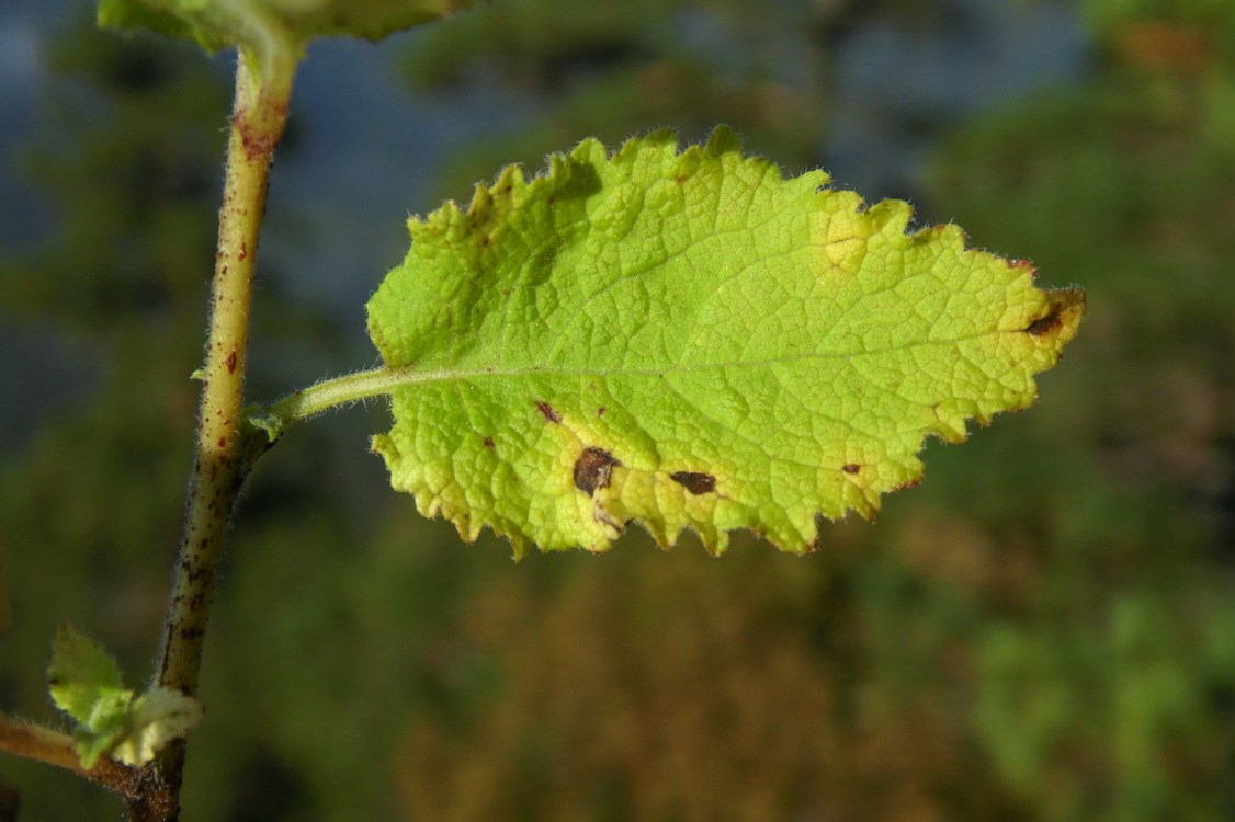 Image of Campanula pendula specimen.