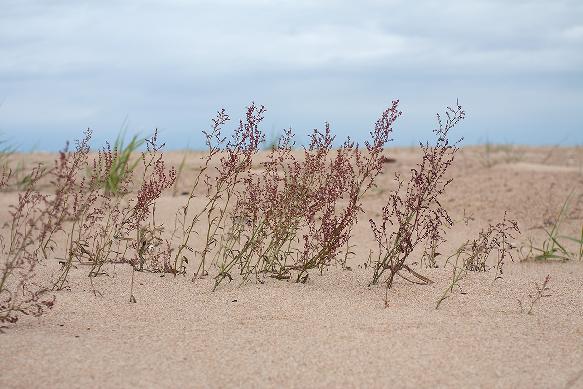 Изображение особи Rumex acetosella.