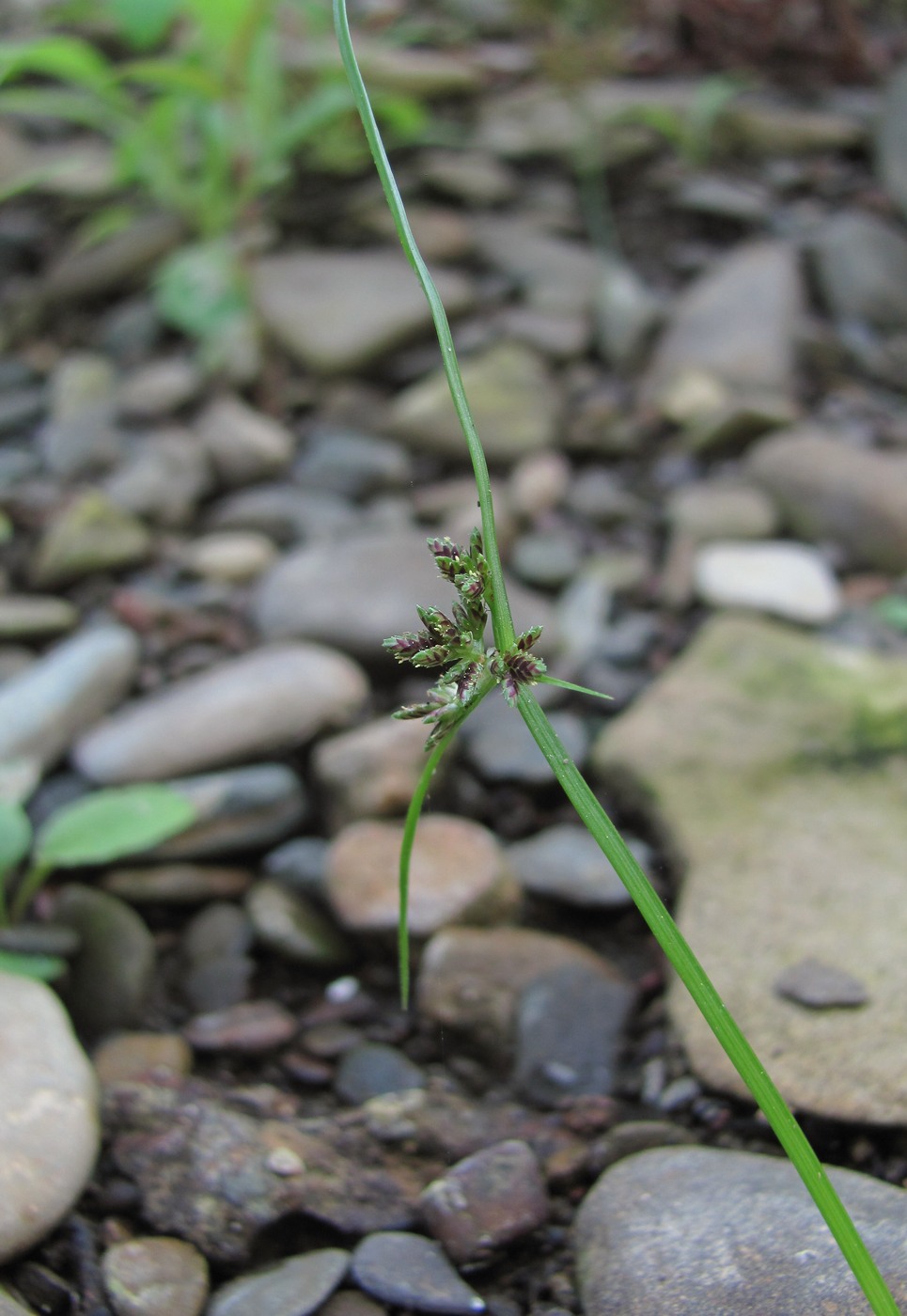 Image of Cyperus fuscus specimen.