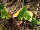 Cochlearia danica