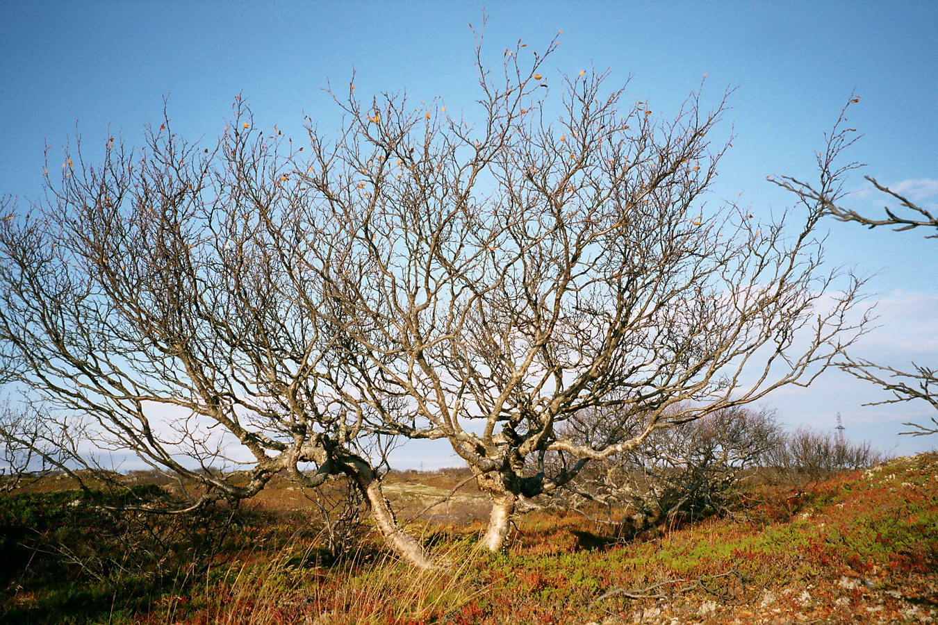 Image of Betula czerepanovii specimen.