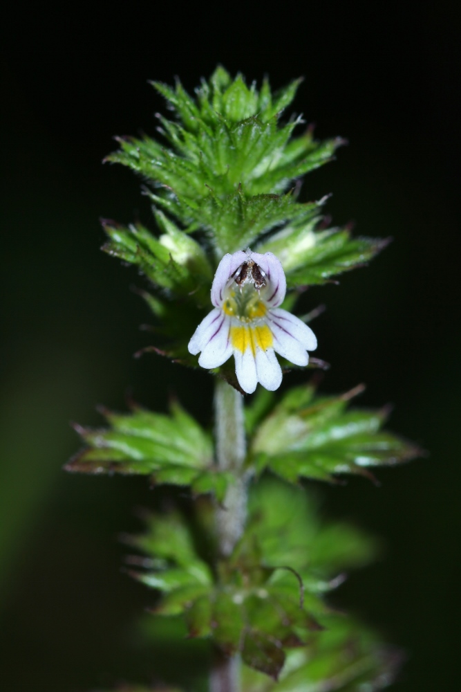 Image of Euphrasia maximowiczii specimen.