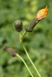 Sonchus arvensis. Нераскрывшаяся и отцвётшие корзинки. Санкт-Петербург, середина сентября 2008 г.