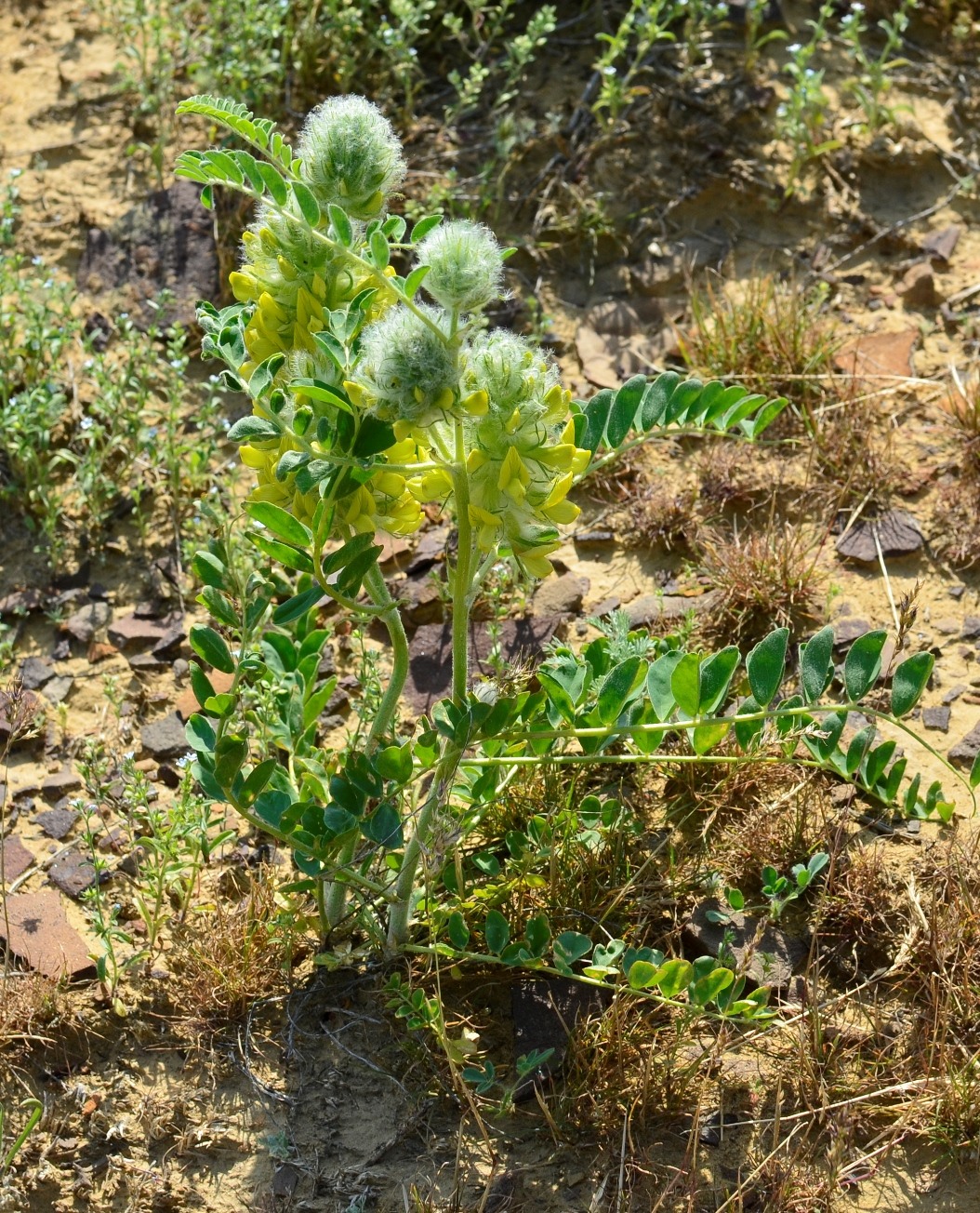 Изображение особи Astragalus vulpinus.