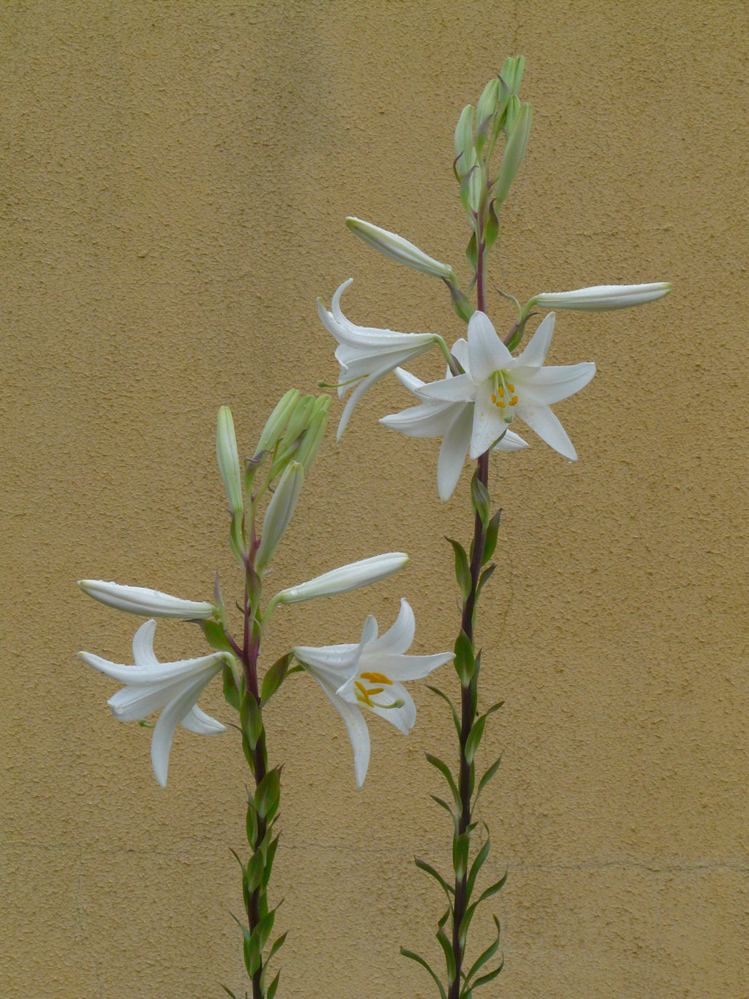 Image of Lilium candidum specimen.