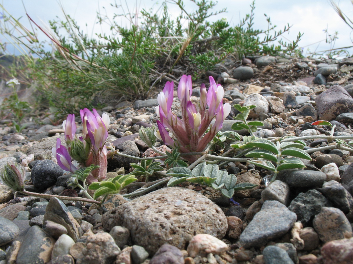 Image of Astragalus infractus specimen.