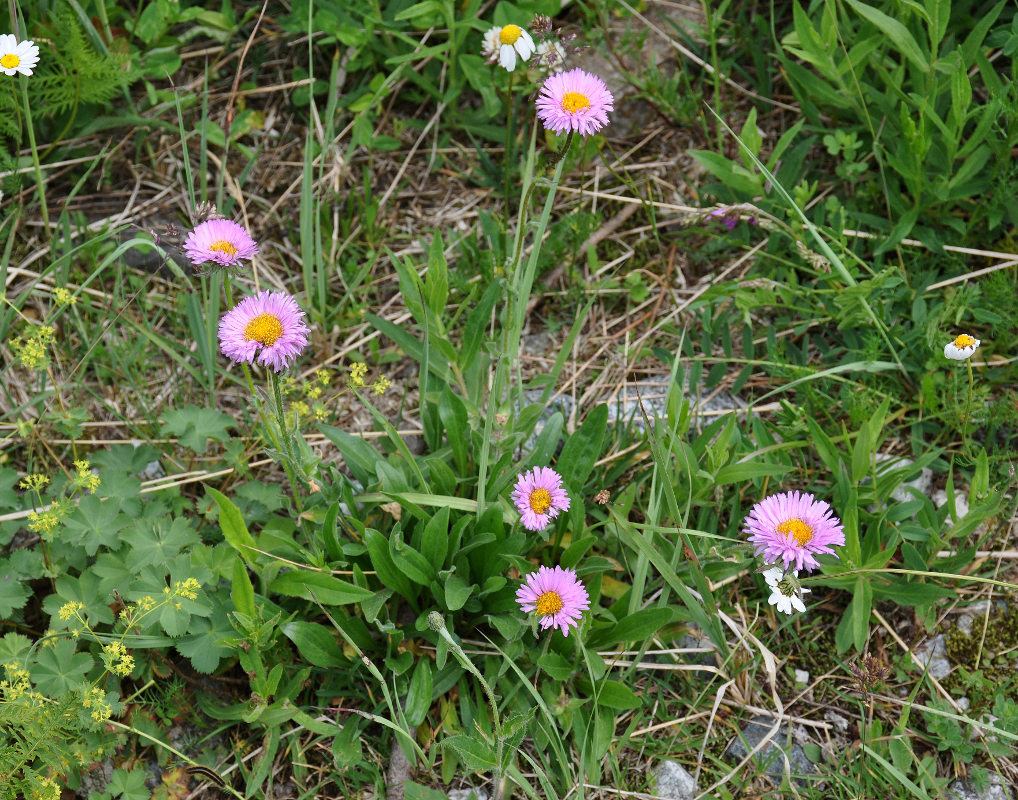 Image of Erigeron venustus specimen.