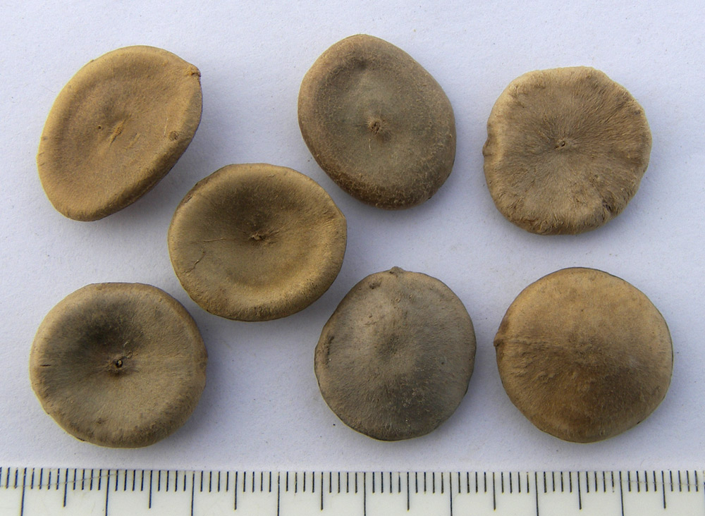 Image of Strychnos nux-vomica specimen.