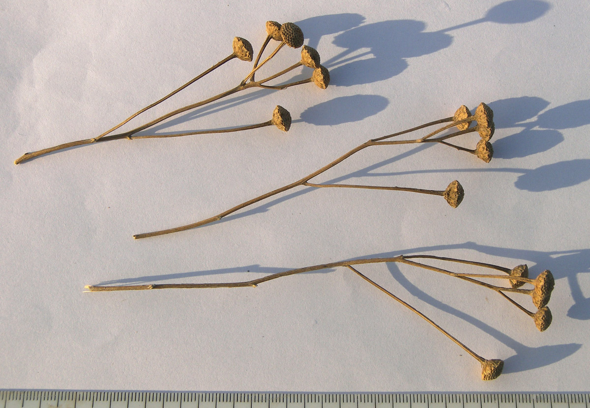 Image of Tanacetum millefolium specimen.