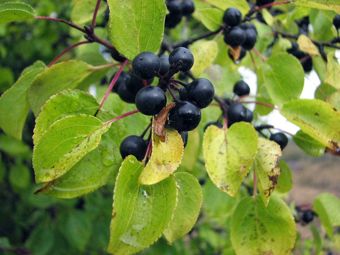 Image of Rhamnus cathartica specimen.