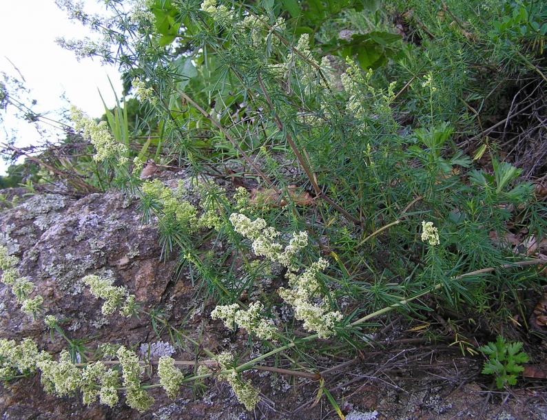 Изображение особи Galium verum.