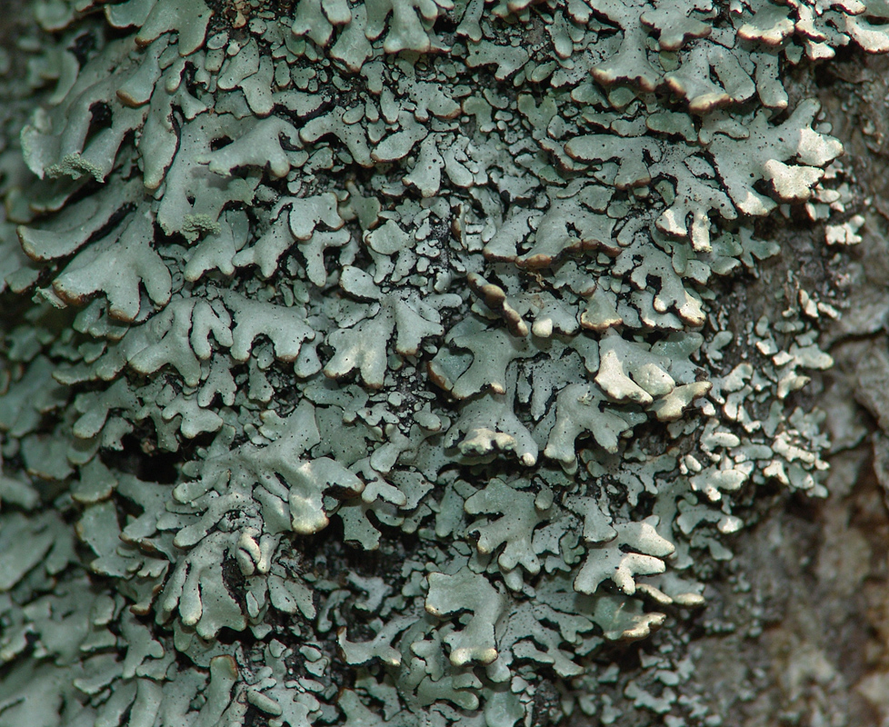 Image of Hypogymnia physodes specimen.