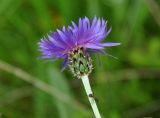 Centaurea fuscomarginata. Соцветие с обороняющимся муравьём. Крым, гора Чатырдаг (нижнее плато), луговая степь. 05.06.2016.