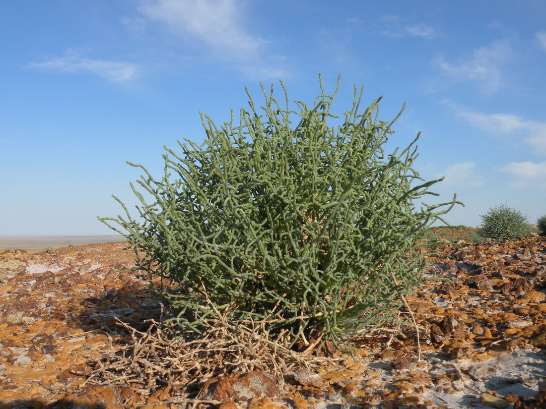 Image of Anabasis truncata specimen.