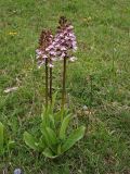 Orchis purpurea. Цветущие растения. ФРГ, земля Северный Рейн-Вестфалия, р-н Ойскирхен, окр. г. Бад-Мюнстерайфель, луговой склон. 27 мая 2010 г.