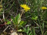 Taraxacum kamtschaticum. Цветущее растение. Камчатский край, г. Петропавловск-Камчатский, Октябрьский р-н, мыс Сероглазка, склон с разнотравным лугом. 05.06.2014.