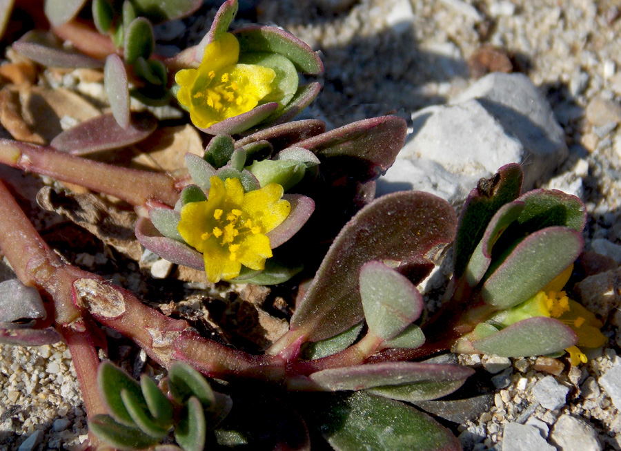 Изображение особи Portulaca oleracea.