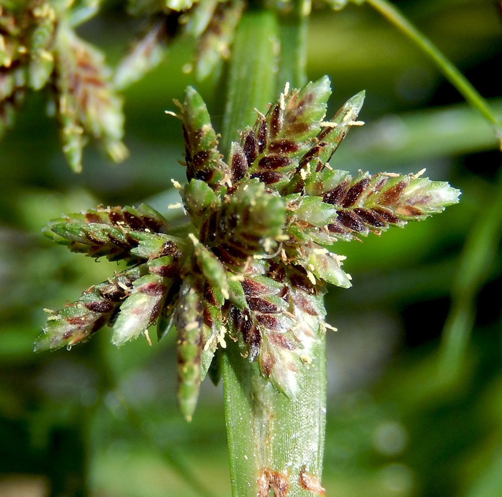 Изображение особи Cyperus difformis.