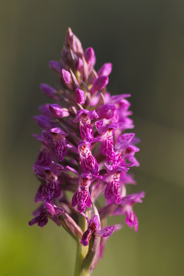 Изображение особи Dactylorhiza sibirica.