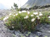 Dryas oxyodonta. Плодоносящие растения. Республика Алтай, Усть-Коксинский р-н, природный парк \"Белуха\", Долина Семи Озер, выс. 2500 м н.у.м. 07.08.2016.