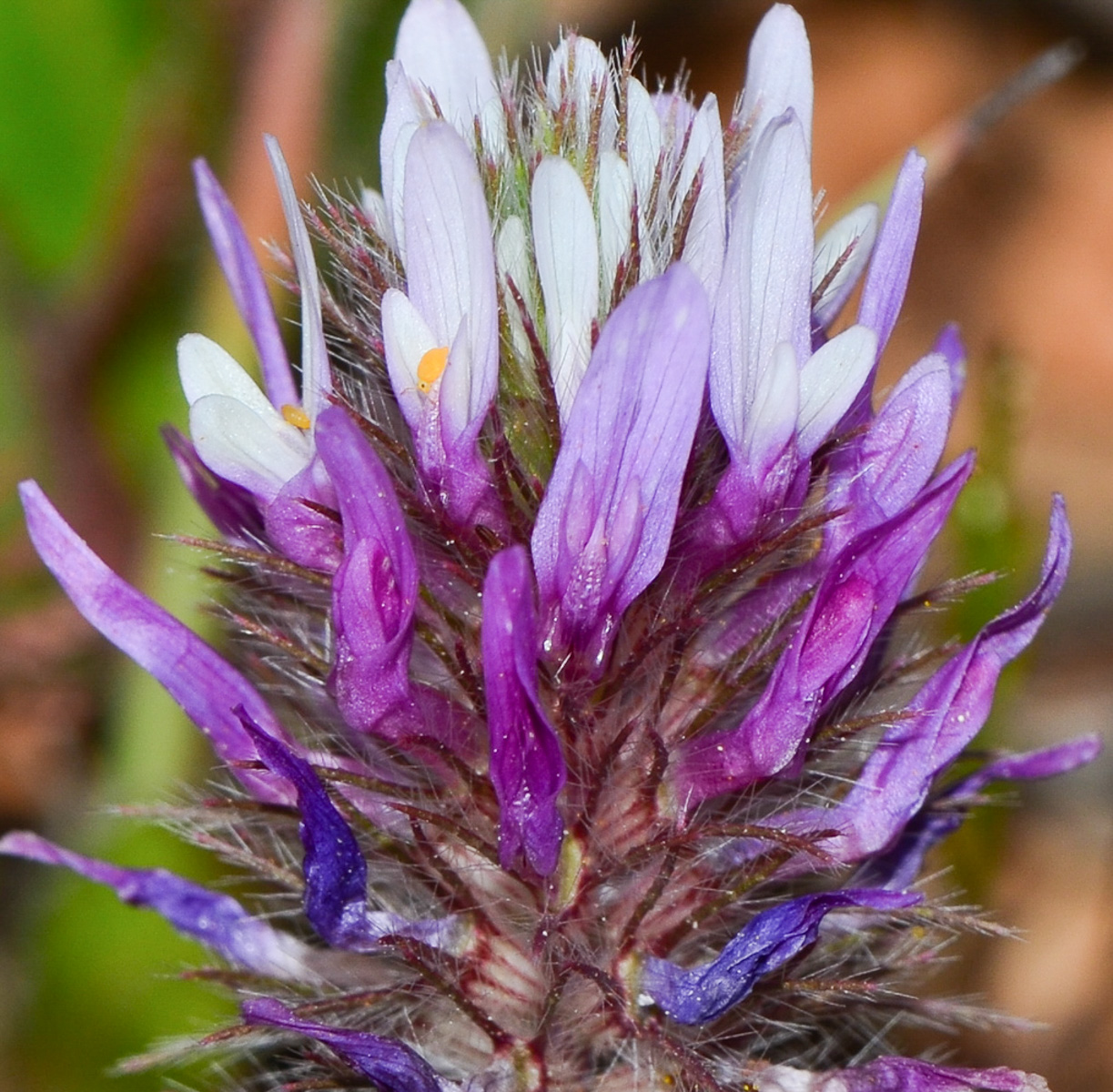 Image of Trifolium prophetarum specimen.