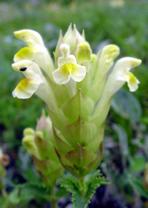 Image of Scutellaria polyodon specimen.