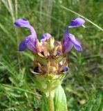 Prunella grandiflora