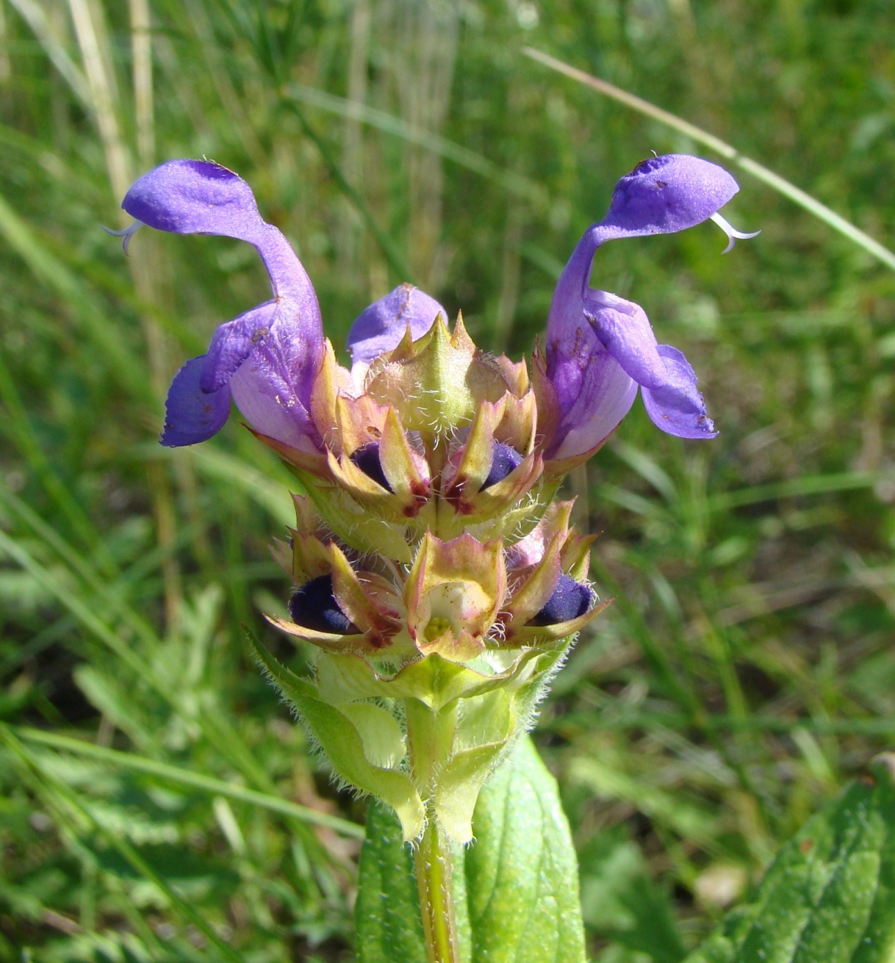 Изображение особи Prunella grandiflora.