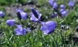 Campanula rotundifolia