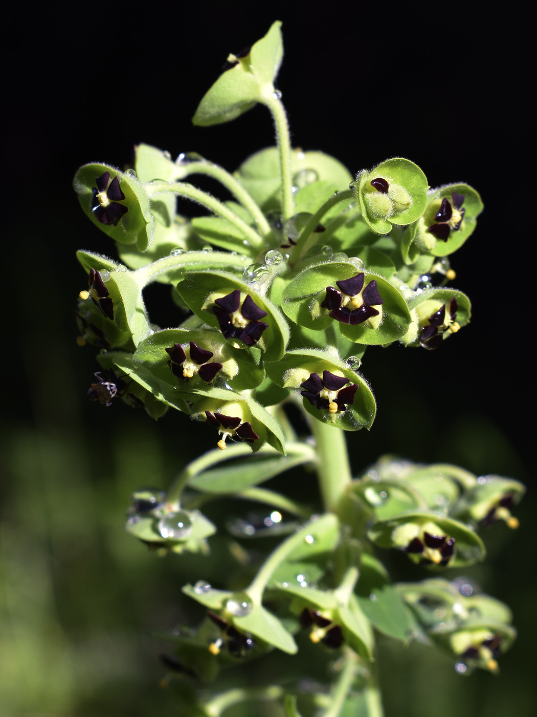 Изображение особи Euphorbia characias.