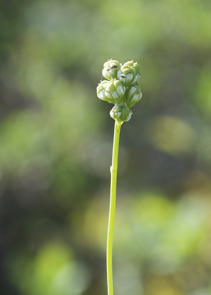 Image of Tofieldia pusilla specimen.