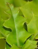 Acanthus ilicifolius. Молодой лист на верхушке побега. Таиланд, о-в Пхукет, ботанический сад, берег водоёма. 16.01.2017.
