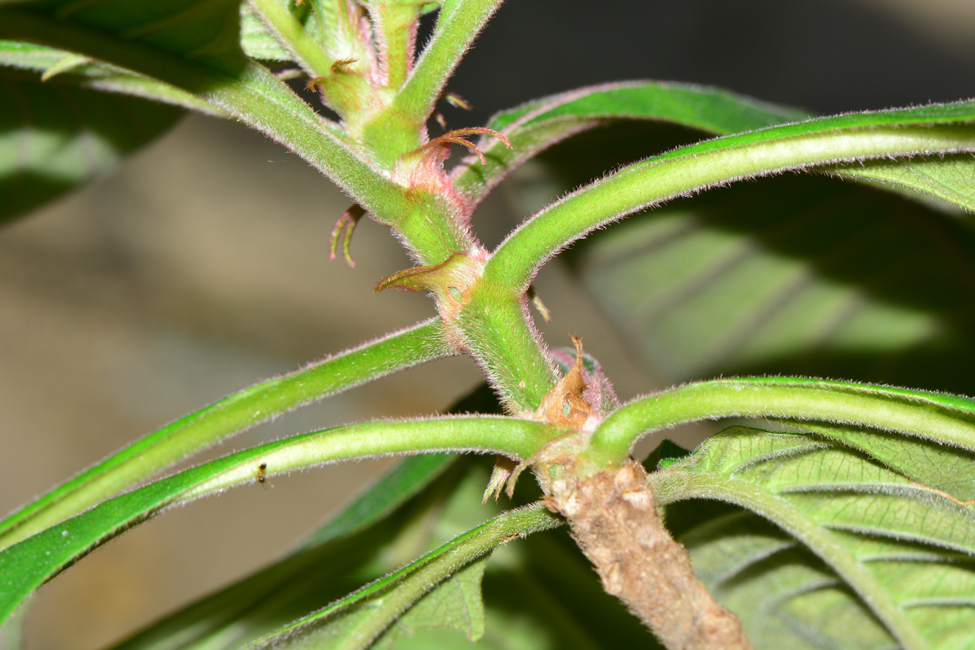 Image of Mussaenda philippica specimen.
