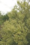 Atriplex lampa